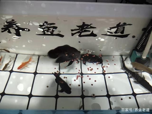 古典龍魚是什么品種：淡水觀賞魚中的受歡迎品種古典龍魚是什么品種