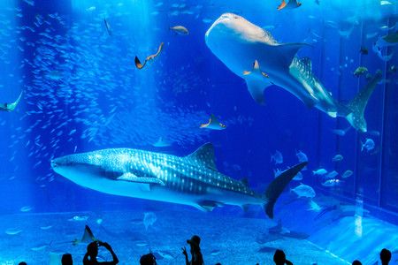 水族館百科：《水族館百科》