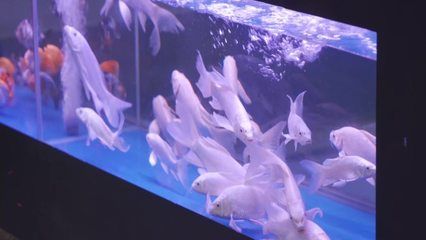 水族館百科：《水族館百科》