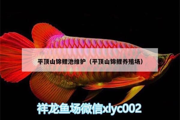 黑帝王魟魚適宜的養(yǎng)殖密度是多少：黑帝王魟魚養(yǎng)殖密度對(duì)比黑帝王魟魚養(yǎng)殖密度對(duì)比 魟魚百科 第3張