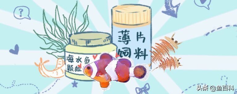 觀賞魚(yú)喂食頻率科學(xué)依據(jù)：觀賞魚(yú)的喂食頻率取決于多種因素