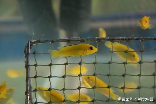 觀賞魚喂食頻率科學(xué)依據(jù)：觀賞魚的喂食頻率取決于多種因素 觀賞魚百科 第5張