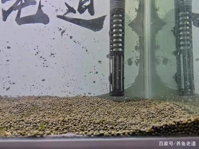 觀賞魚(yú)繁殖飼料添加劑效果：觀賞魚(yú)飼料添加劑在觀賞魚(yú)繁殖中具有顯著的效果的效果 觀賞魚(yú)百科 第3張