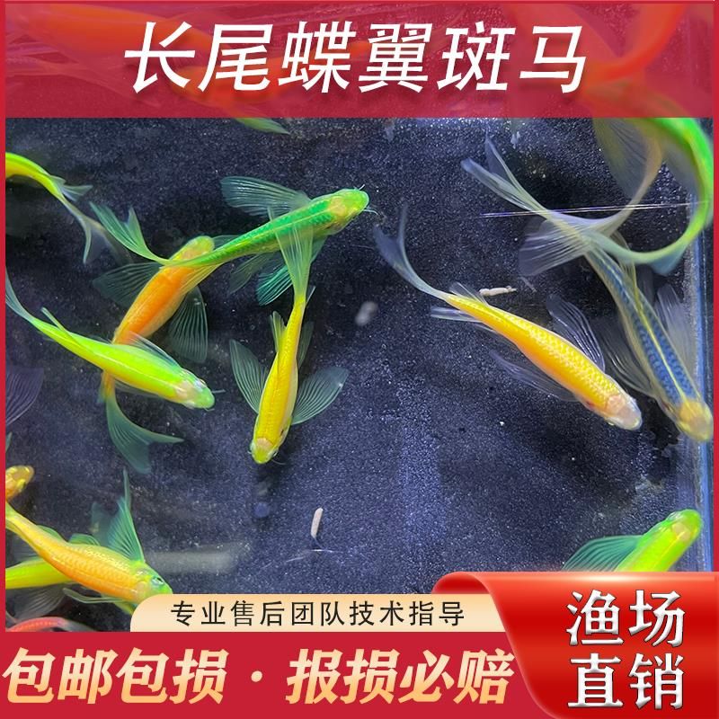 觀賞魚(yú)繁殖飼料添加劑效果：觀賞魚(yú)飼料添加劑在觀賞魚(yú)繁殖中具有顯著的效果的效果 觀賞魚(yú)百科 第4張