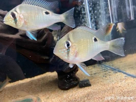 觀賞魚幼魚活餌投喂技巧：幼魚活餌投喂技巧包括選擇適合的餌料、控制投放時間和數(shù)量 觀賞魚百科 第2張