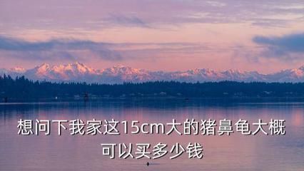 豬鼻龜15厘米價格圖片：豬鼻龜15厘米的豬鼻龜價格和豬鼻龜價格和豬鼻龜價格