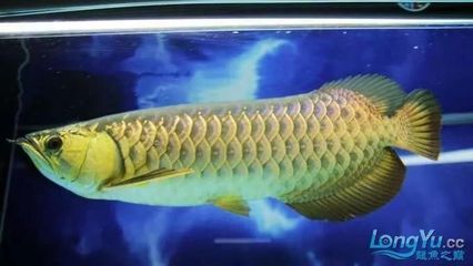 小紅龍飼料選擇指南：小紅龍魚(yú)飼料品牌對(duì)比，小紅龍魚(yú)最佳投喂量指南 紅龍魚(yú)百科 第6張