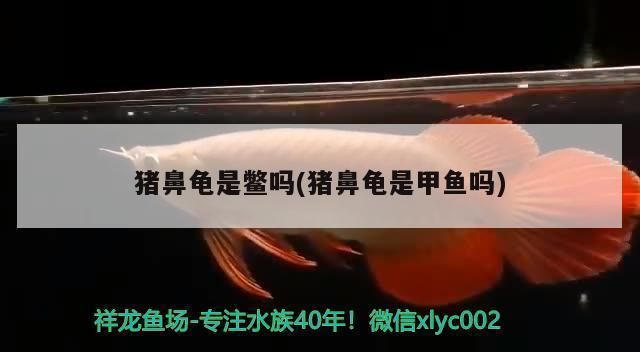 豬鼻龜是幾級保護動物豬鼻龜是龜還是鱉？：豬鼻龜與豬鼻龜是幾級保護動物 豬鼻龜百科 第7張