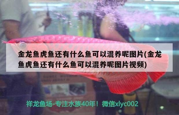 南寧龍魚專賣店：南寧賣觀賞魚的地方 全國觀賞魚市場 第7張