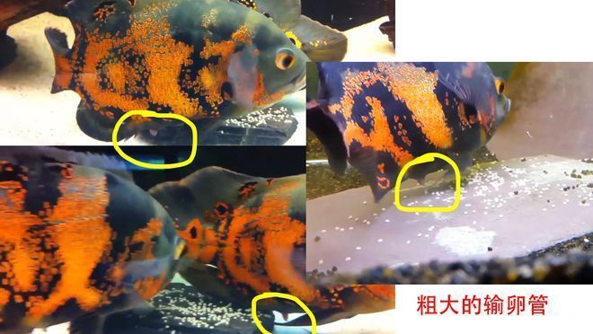 關于龍魚的電影：《龍魚》影評 水族問答 第1張