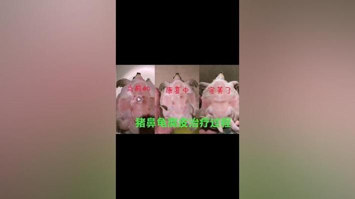 豬鼻龜輕微腐皮需要治療嗎：豬鼻龜爛甲腐皮怎么辦 豬鼻龜百科 第10張