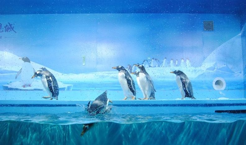 水族館開業(yè)活動方案怎么寫：水族館開業(yè)活動是一項重要事件 水族館百科（水族館加盟） 第4張