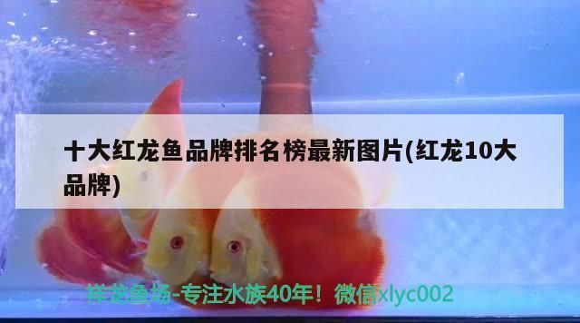 紅龍魚排行榜前十名品牌：2024年紅龍魚飼料品牌排行榜前十名的詳細(xì)信息 紅龍魚百科 第1張