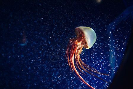 水族館魚(yú)缸圖片大全大圖：水族館魚(yú)缸圖片大全 水族館百科（水族館加盟） 第1張