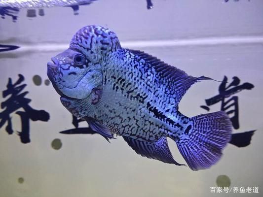 觀賞魚繁殖期營養(yǎng)需求：自制觀賞魚飼料配方分享