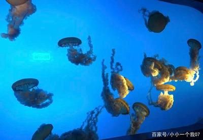 開一家水族館的成本：開設(shè)一家水族館的成本 水族館百科（水族館加盟） 第5張