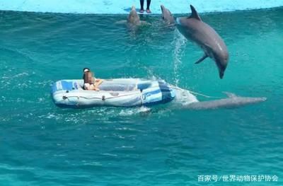 水族館利潤怎么樣啊多少錢：開一家水族館的利潤空間大嗎？ 水族館百科（水族館加盟） 第5張