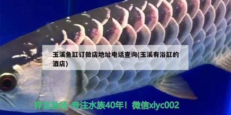 玉溪龍魚專賣店：玉溪水族館、玉溪魚缸訂做店電話地址查詢 全國觀賞魚市場 第3張