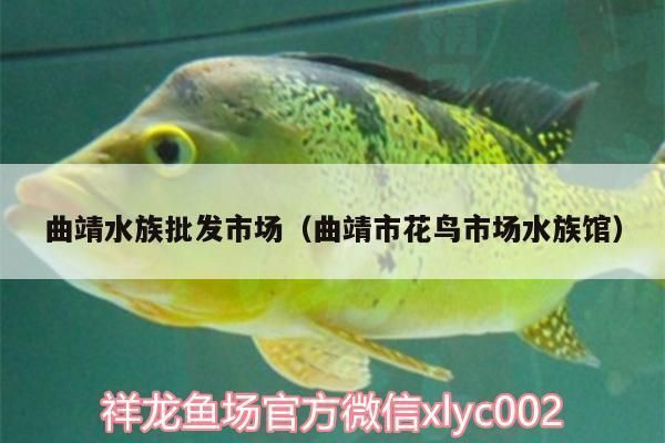 曲靖觀賞魚批發(fā)市場：曲靖市魚缸批發(fā)市場 全國觀賞魚市場 第5張