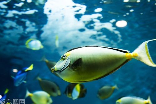 小樽水族館官網(wǎng)地址：小樽水族館游玩攻略 水族館百科（水族館加盟） 第3張