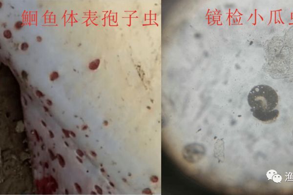 魟魚日常健康管理技巧：[需手動填充]魚健康管理技巧 魟魚百科 第4張