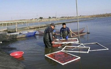 觀賞魚出口基地建設(shè)：觀賞魚出口基地的建設(shè) 觀賞魚百科 第2張