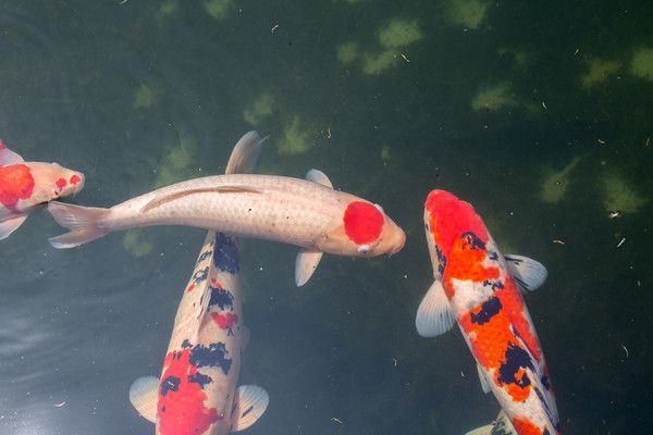 蘇州觀賞魚批發(fā)市場：蘇州觀賞魚市場