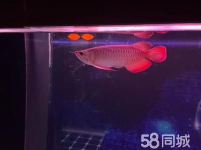 紅龍魚用了三年6700K側(cè)燈：紅龍魚光照周期科學(xué)安排6700k側(cè)燈對(duì)龍魚健康影響 龍魚百科 第2張