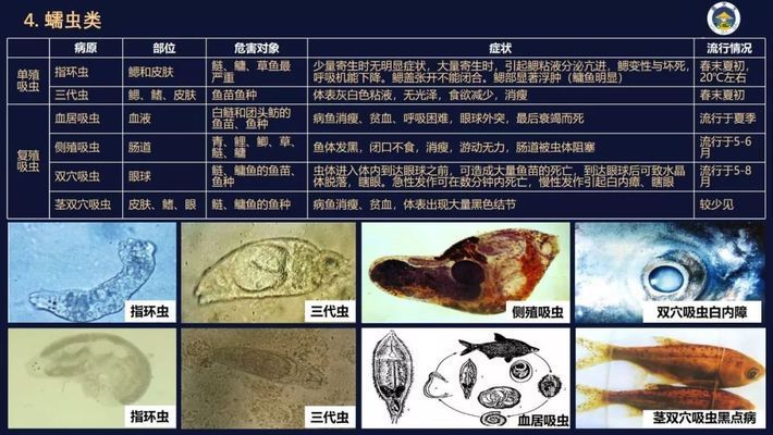 觀賞魚寄生蟲病的生物防治案例：觀賞魚寄生蟲病的生物防治 觀賞魚百科 第3張