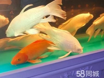 玉林魚(yú)缸批發(fā)市場(chǎng)：中國(guó)最大的魚(yú)缸批發(fā)市場(chǎng)在哪里 全國(guó)觀賞魚(yú)市場(chǎng) 第2張