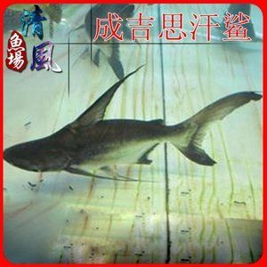 巢湖水族批發(fā)市場：巢湖觀賞魚批發(fā)市場 全國觀賞魚市場