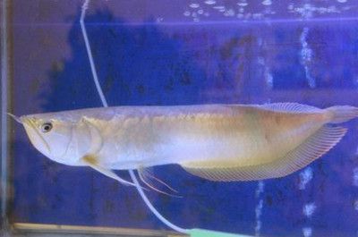 銀龍魚飼料多樣化實(shí)踐：銀龍魚專用干飼料品牌推薦 龍魚百科 第2張