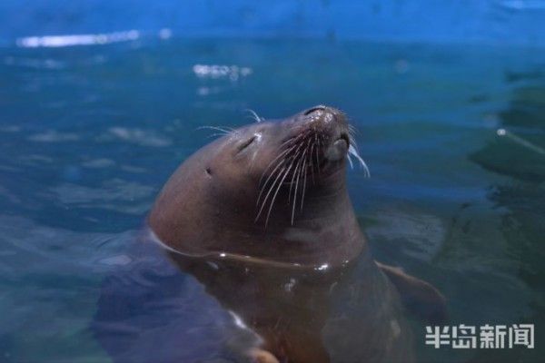 水族館免費開放嗎現(xiàn)在：關(guān)于水族館免費開放的一些小知識