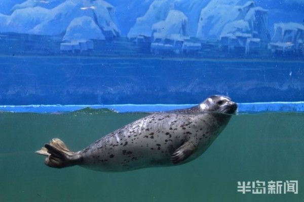 水族館免費開放嗎現(xiàn)在：關于水族館免費開放的一些小知識 水族館百科（水族館加盟） 第4張