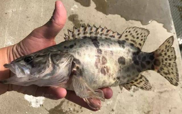 魟魚飼料的選擇與處理方法：魟魚飼料的選擇與處理 魟魚百科 第3張