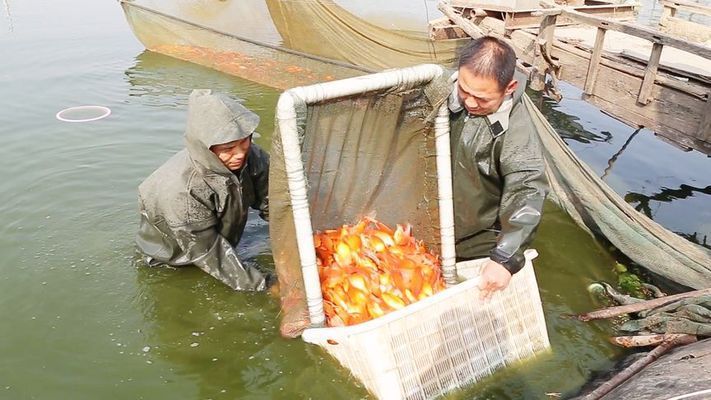 水族館賣金魚嗎：水族館賣金魚的詳細(xì)信息：水族館金魚常見疾病及防治 水族館百科（水族館加盟） 第2張