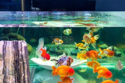 水族館賣金魚嗎：水族館賣金魚的詳細(xì)信息：水族館金魚常見疾病及防治 水族館百科（水族館加盟） 第4張