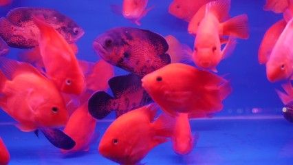 水族館賣金魚嗎：水族館賣金魚的詳細(xì)信息：水族館金魚常見疾病及防治 水族館百科（水族館加盟） 第5張