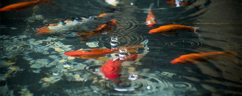 小紅龍魚水溫過高應(yīng)對策略：小紅龍魚最佳發(fā)色水溫，夏季養(yǎng)魚降溫技巧 紅龍魚百科 第3張