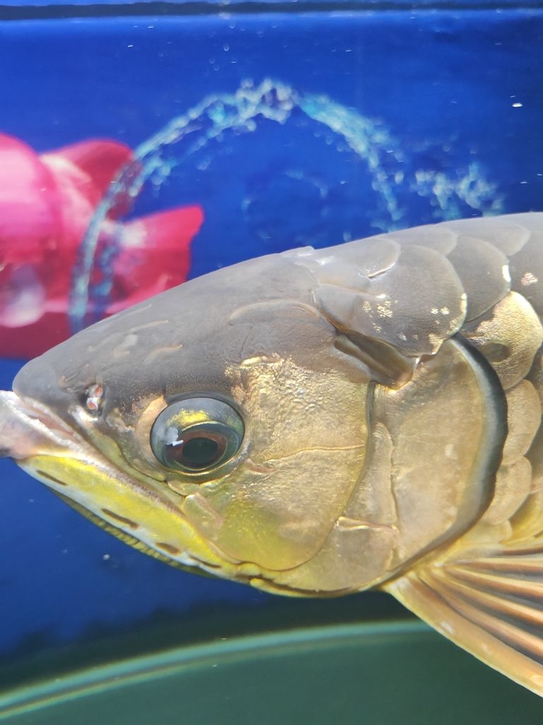 龍魚眼上是什么東西：大神們看看，升溫?fù)Q水，下了土霉素，又白色的大了 觀賞魚論壇 第2張