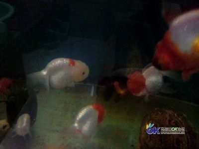 馬鞍山水族批發(fā)市場：鞍山水族批發(fā)市場