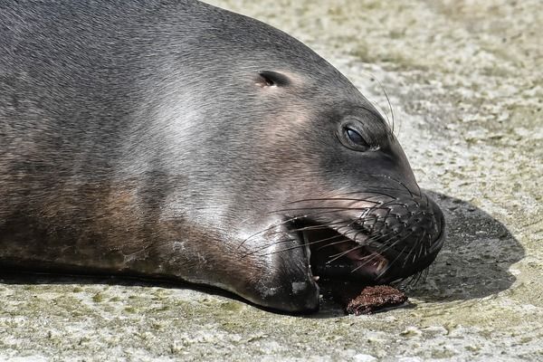 馬鞍山水族批發(fā)市場：鞍山水族批發(fā)市場 全國觀賞魚市場 第7張