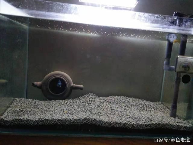 一米魚缸養(yǎng)魚迷你鸚鵡：一米長的魚缸中養(yǎng)殖迷你鸚鵡魚需要注意以下幾個方面 魚缸百科 第1張