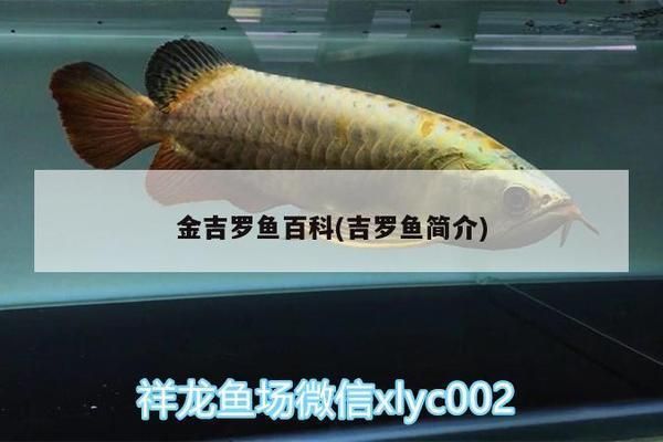 關于養(yǎng)龍魚的朋友圈說說搞笑：養(yǎng)龍魚的樂趣在于它那令人驚嘆的生命與優(yōu)雅的泳姿 水族問答 第1張