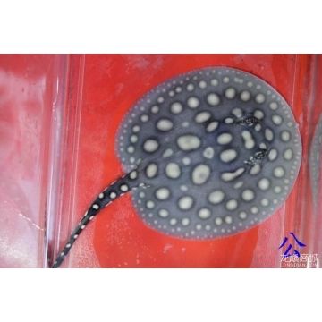 帝王魟魚交尾器的詳細(xì)圖解：圖解帝王魟魚交尾器 魟魚百科 第1張