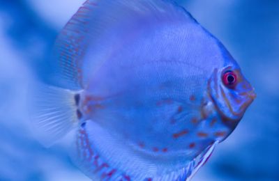 水族館中的魚類有哪些：上海海洋水族館中常見的展示魚類之一 水族館百科（水族館加盟） 第5張