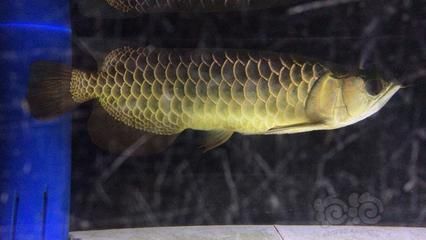 古典過背金龍魚：古典過背金龍魚日常護(hù)理方法古典過背金龍魚日常護(hù)理方法