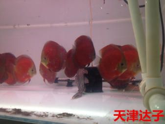 觀賞紅龍魚價格：買紅龍魚時，有哪些建議可以確保您不會買到價格過低的非正品 水族問答 第2張