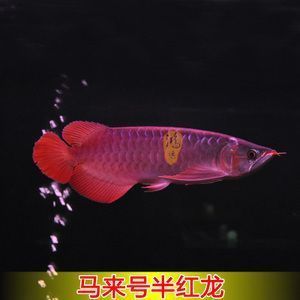 紅龍魚分類：紅龍魚分類及鑒別 紅龍魚百科 第2張