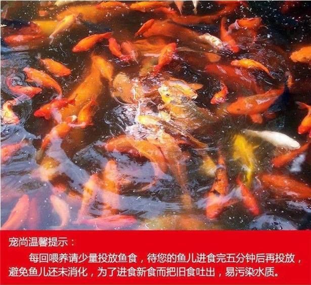 觀賞魚苗期餌料選擇指南：觀賞魚苗期選擇正確的餌料很重要 觀賞魚百科 第3張